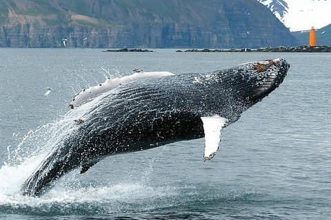Breaching humpback whale