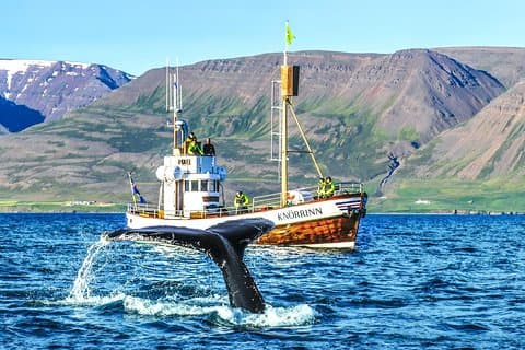 Whale Watching Hjalteyri