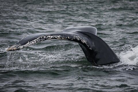 Icelandic Horse Riding and Whale Watching Tour from Reykjavik
