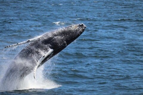 A humpback whale bursts from the ocean in a powerful display — experience this breathtaking moment on a Reykjavík whale watching tour!
