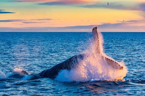 Whale breaching