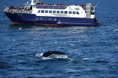 Whale Watching and Marine Life Tour in Reykjavik