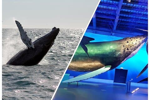 Experience Iceland’s majestic whales in two ways – see them in the wild on a Whale Watching tour from Reykjavík and explore life-sized models at the Whales of Iceland museum.