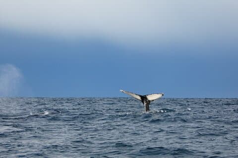 Spot a whale’s tail fluke disappearing into the deep blue of Faxaflói Bay — a magical sight off Reykjavík.