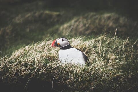 Private Volcanic Westman Islands Day Tour