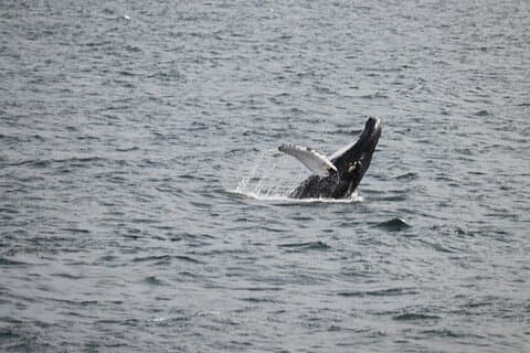 See a humpback whale emerging from the ocean during a Whale Watching tour from Reykjavík — an unforgettable moment in Faxaflói Bay.