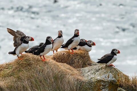 Puffin Party