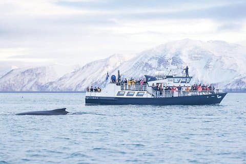 Húsavík: Whale Watching Tour with Heated Indoor Seating