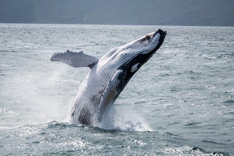 Húsavík: Family-Run Whale Watching Tour