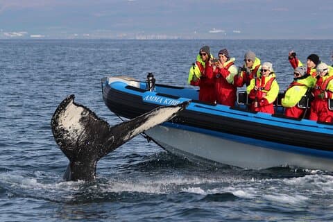Original Big Whale Safari and Puffins from Iceland by Local Family Company in Húsavík