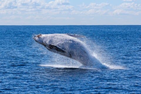 Whale Watching Cruise from Reykjavík