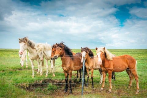 Golden Circle Tour & Meet the Icelandic Horses from Reykjavik