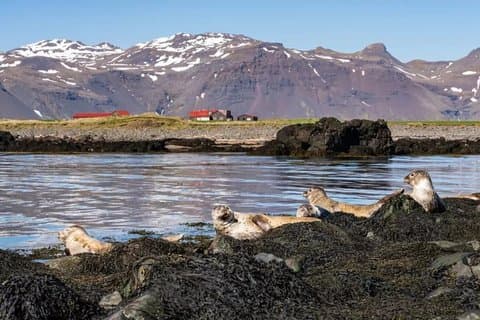 Snæfellsnes Peninsula Private Guided Tour