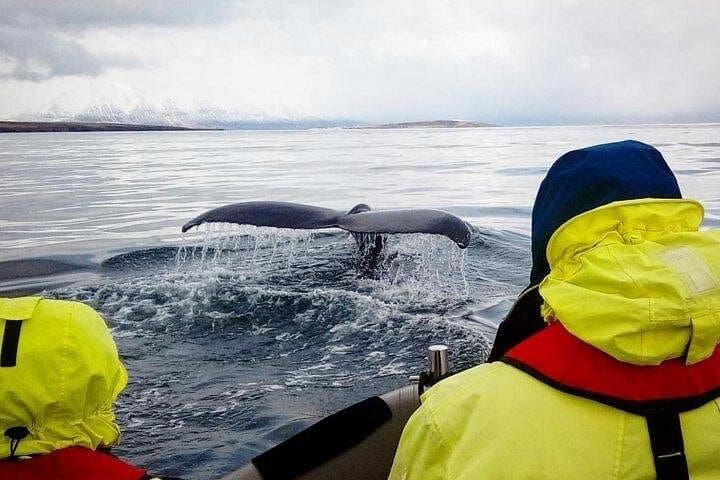 Whale watching express in Akureyri!