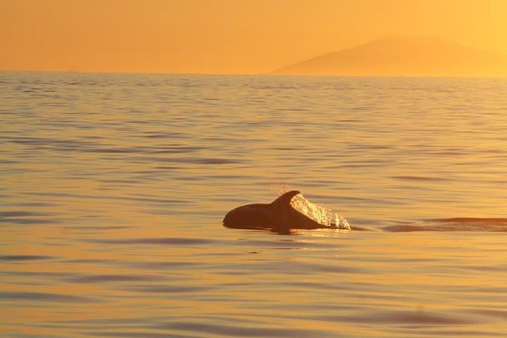 Whale Watching in the Midnight Sun
