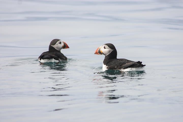 Puffins in Iceland