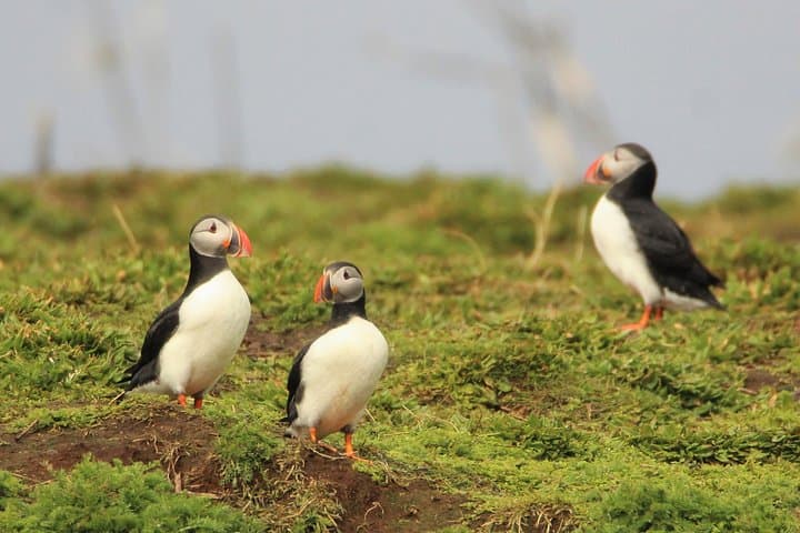 Puffins by the puffin islands