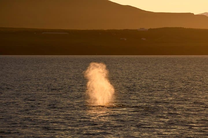 Magical Whales in the Midnight Sun | from Reykjavik