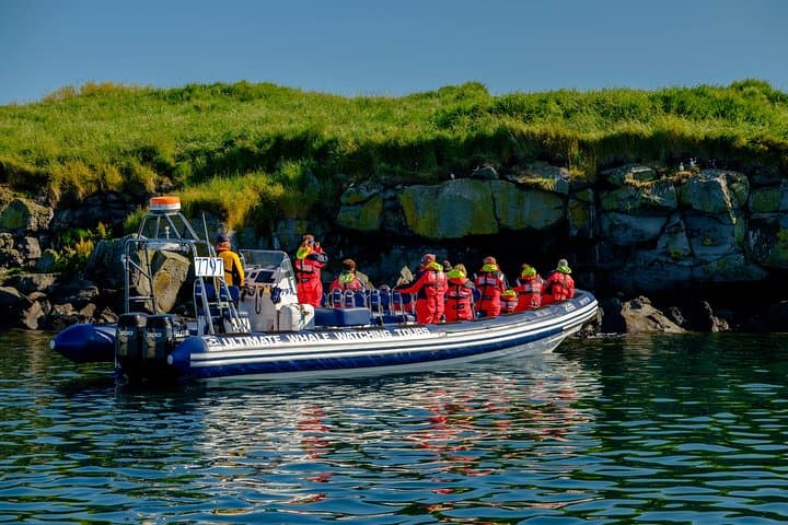 Reykjavik Premium Puffin tour | Close Up and Personal