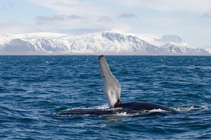 The Original Classic Whale Watching from Reykjavik