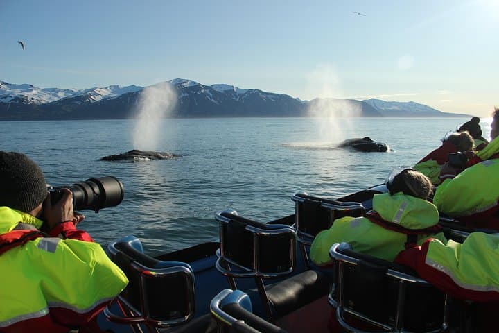 Original Big Whale Safari and Puffins from Iceland by Local Family Company in Húsavík