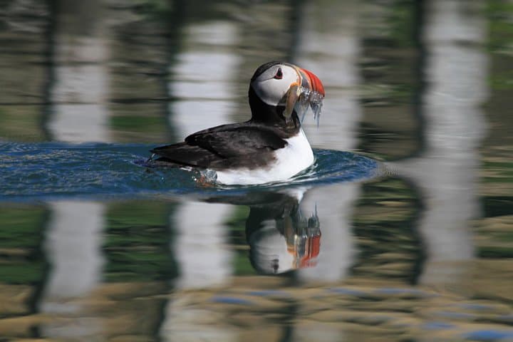 Original Big Whale Safari and Puffins from Iceland by Local Family Company in Húsavík