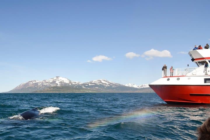 Whale Watching from Downtown Akureyri
