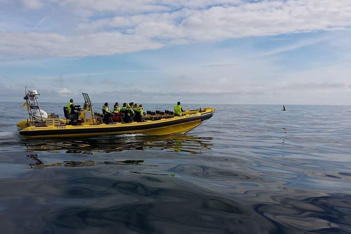 Spotting whales with Ribsafari