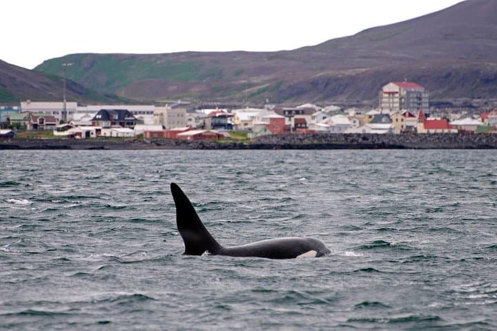 Reykjavik Buggy & Whale Watching Full-Day Adventure
