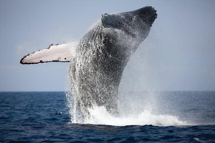 Reykjavik Buggy & Whale Watching Full-Day Adventure