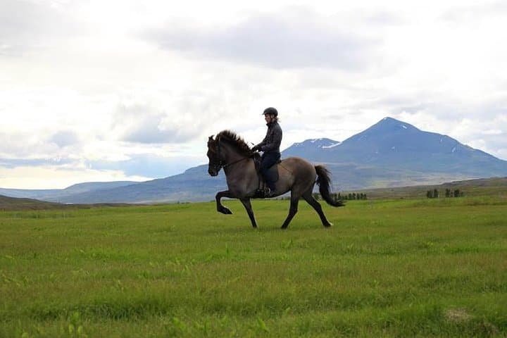 Exclusive Riding Program for Advanced Horse Riders - Give Me 5! - 2 to 3 hours