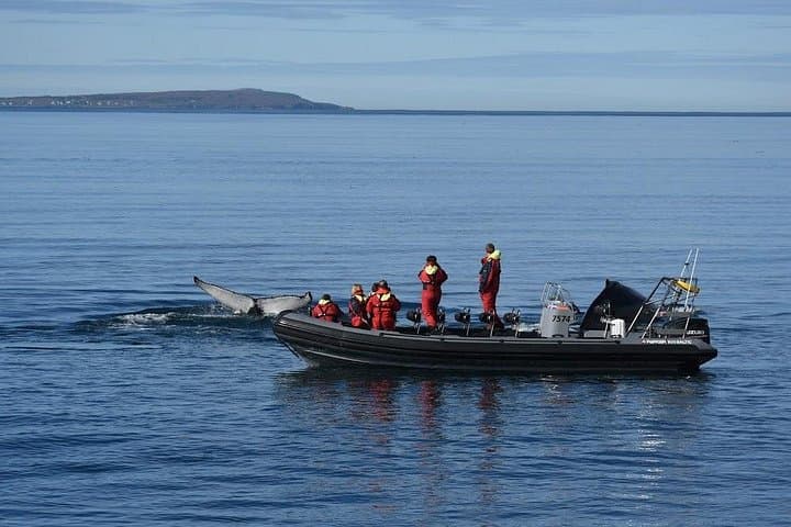 RIB boat watching humpback whales dive!