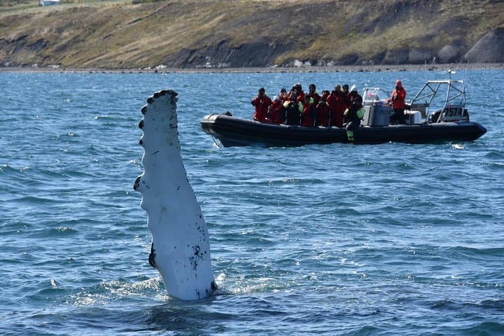 A humpback whale showing off its pectoral in.