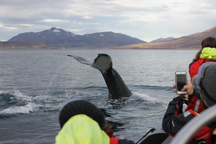 Humpback whale fluke up in the air as passengers watch!