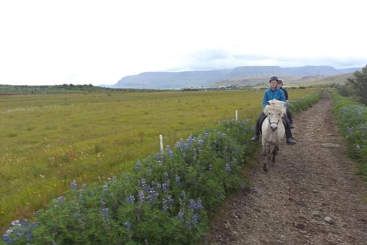 1+ hour Private Horse riding tour from Reykjavík/Mosfellsbær