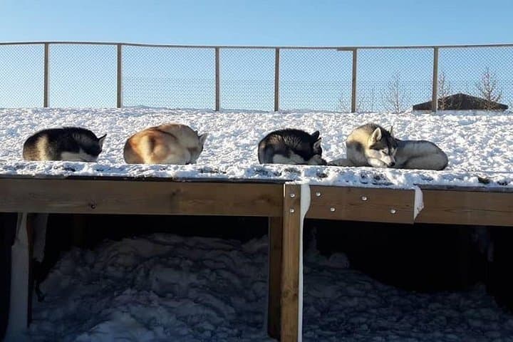 Husky Petting in Akureyri (private)