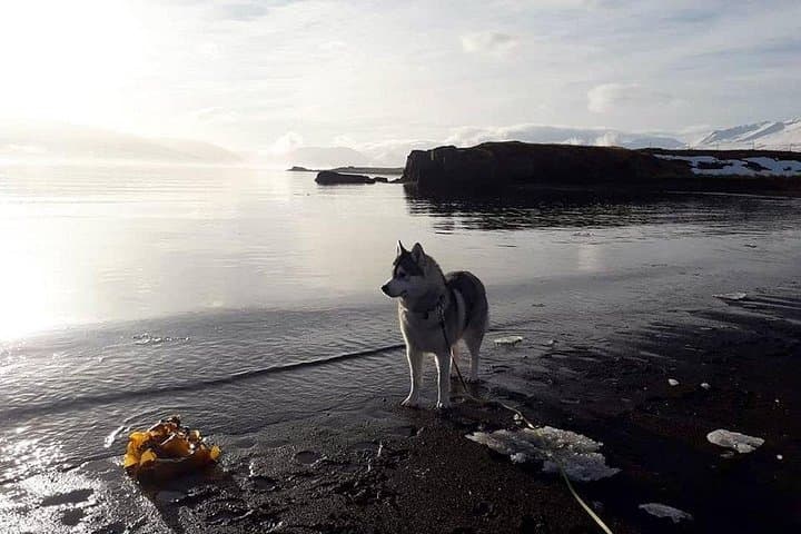 Hiking with Husky in Akureyri (private)