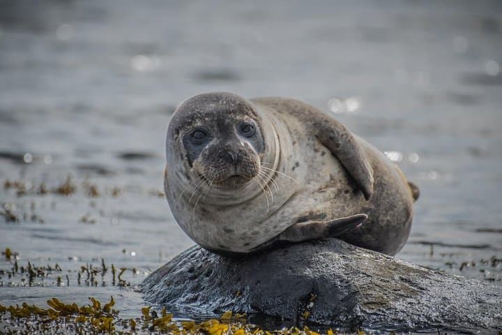 A Seal