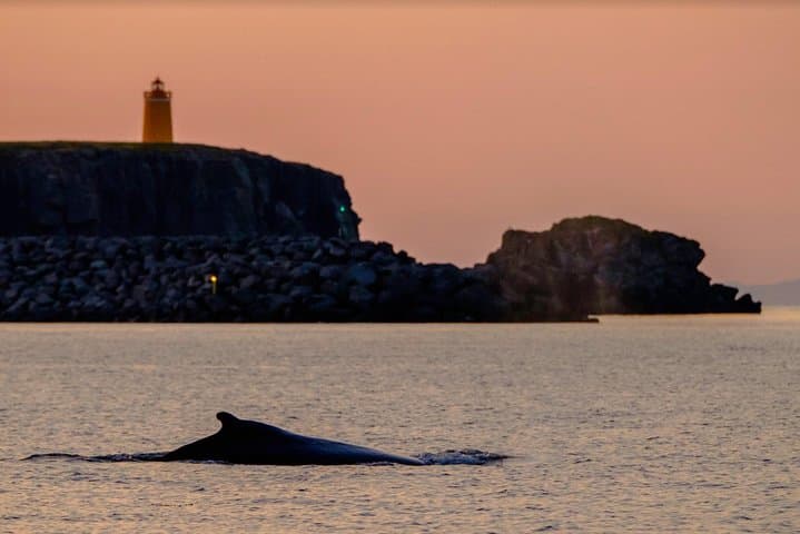 Small-group Whale Watching in the Midnight Sun from Reykjavík