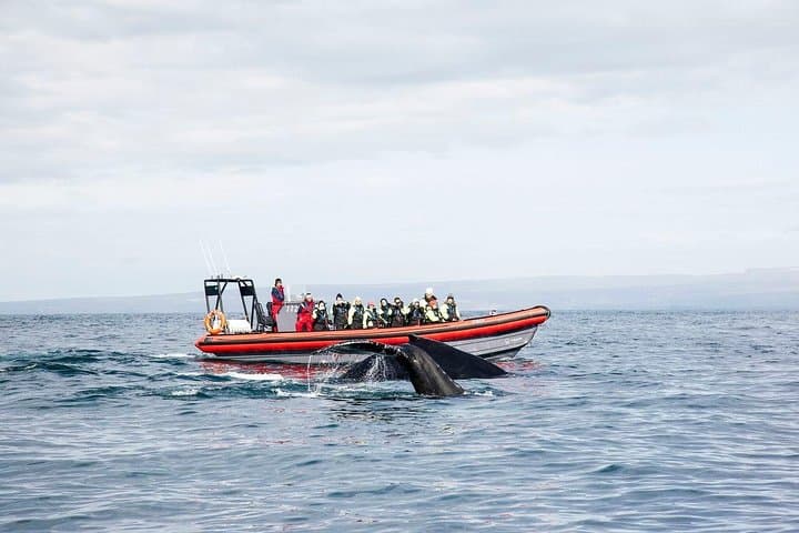 Big Whales & Puffins RIB boat tour from Húsavík