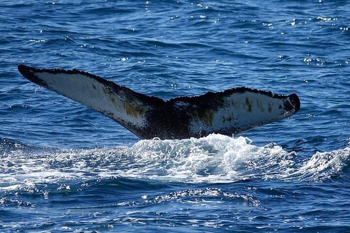 Whale Watching and Marine Life Tour in Reykjavik