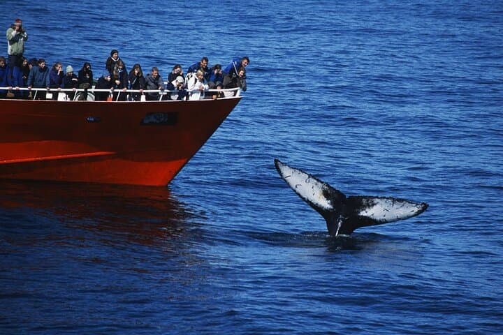 Reykjavik Whales & White Water Rafting Adventure