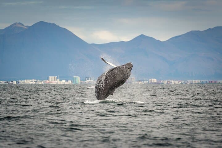 A breaching humpback in Faxa bay