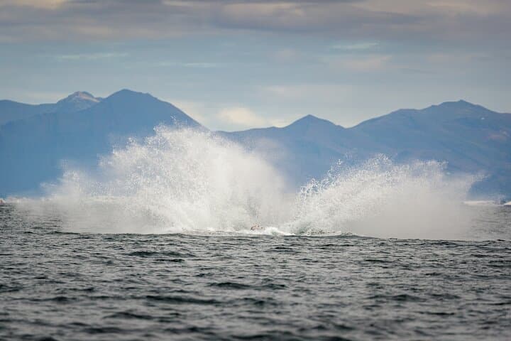 A breaching humpback in Faxa bay
