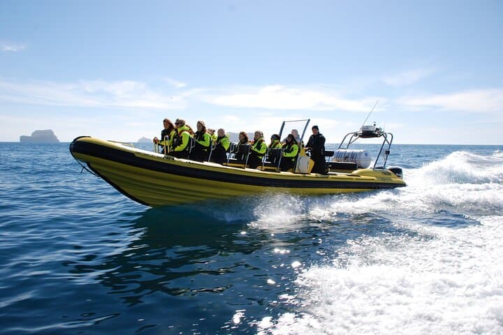Whale Watching by RIB Speedboat from Downtown Reykjavik