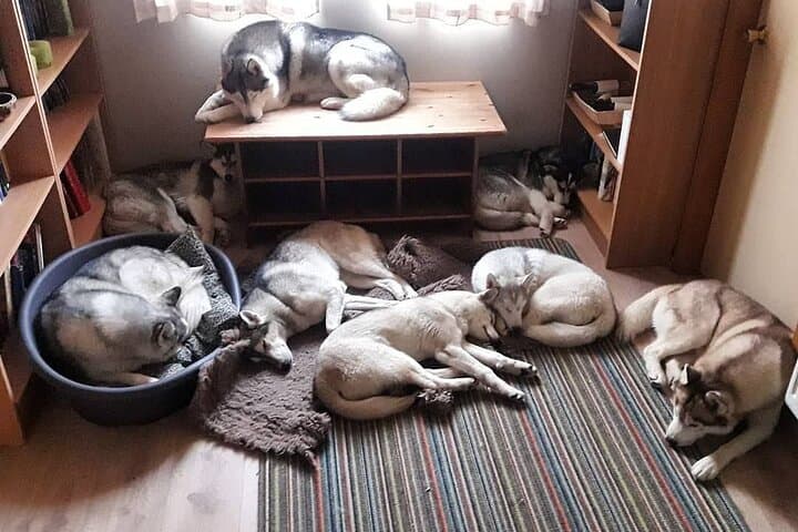 Husky Petting in Akureyri (private)