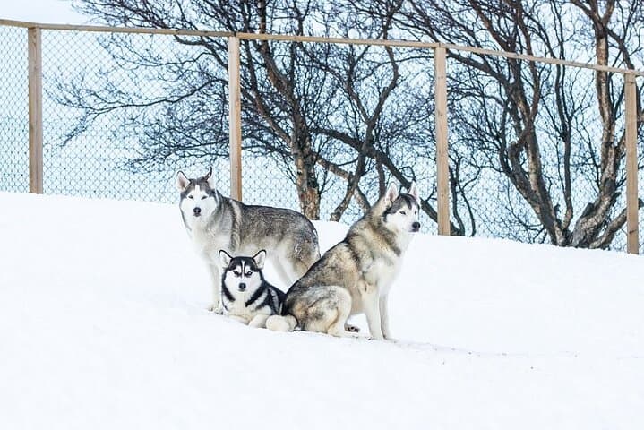 Husky Petting in Akureyri (private)