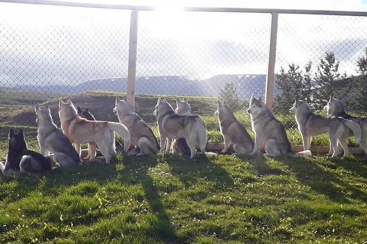 Husky Petting in Akureyri (private)