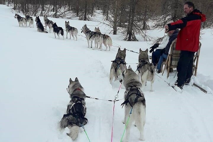 Dog Sledding Tour near Akureyri