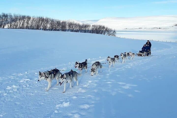 Dog Sledding Tour near Akureyri